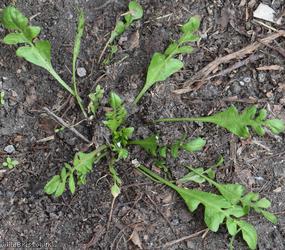 image for Shepherd's-purse type 20