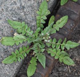 Shepherd's-purse type 10