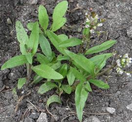 Shepherd's-purse type 19