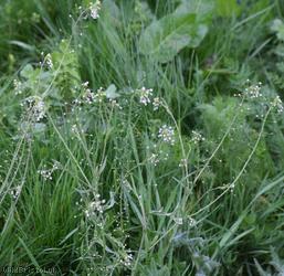 image for Shepherd's-purse type 21