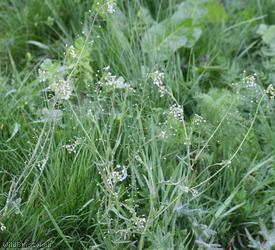 Shepherd's-purse type 21