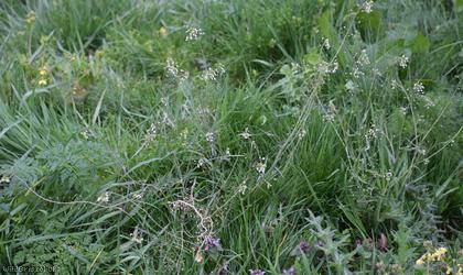 Shepherd's-purse type 21