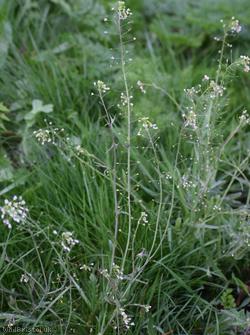 Shepherd's-purse type 21