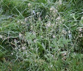 Shepherd's-purse type 21