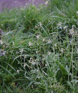 Shepherd's-purse type 21