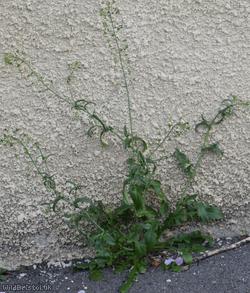 Shepherd's-purse type 22