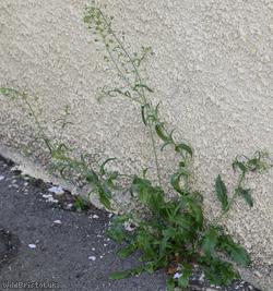 Shepherd's-purse type 22