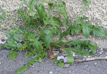 Shepherd's-purse type 22