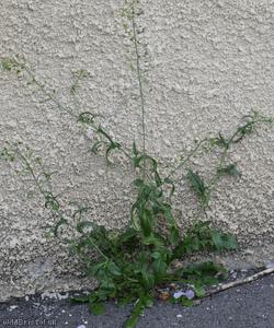 Shepherd's-purse type 22