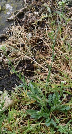 image for Shepherd's-purse type 23