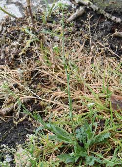 Shepherd's-purse type 23