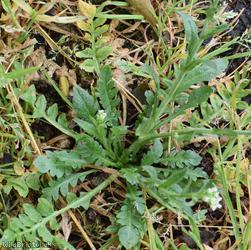 Shepherd's-purse type 23