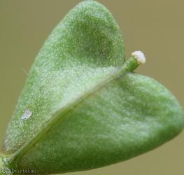 Shepherd's-purse type 23