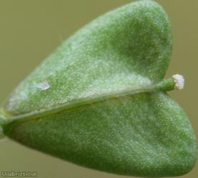 Shepherd's-purse type 23