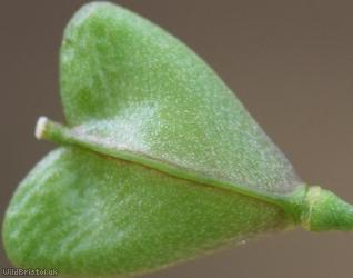 Shepherd's-purse type 23