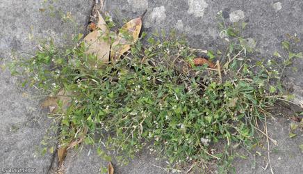 image for Shepherd's-purse type 24