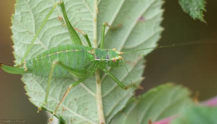 Speckled Bush-cricket