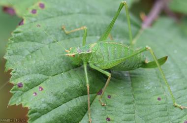 Speckled Bush-cricket