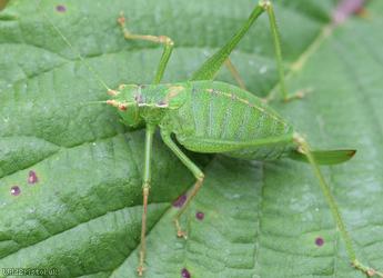 Speckled Bush-cricket