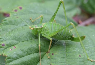 Speckled Bush-cricket