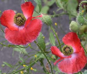 Common Poppy