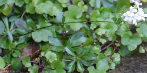 Running Rock-cress
