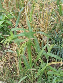 Common Millet