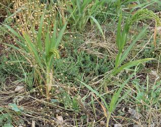 Common Millet