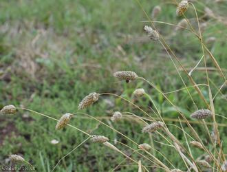 Canary-grass