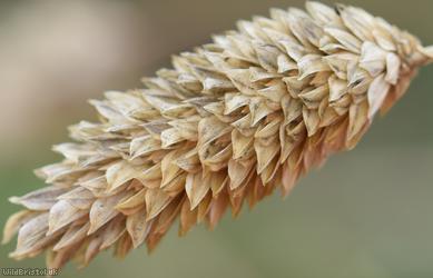 Canary-grass