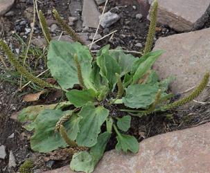 image for Greater Plantain