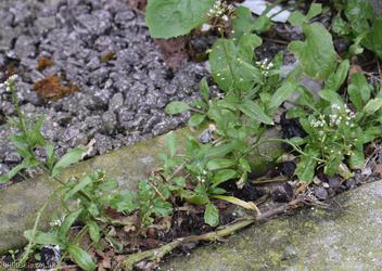 Shepherd's-purse type 19