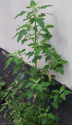 Swedish Goosefoot