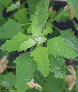 Swedish Goosefoot