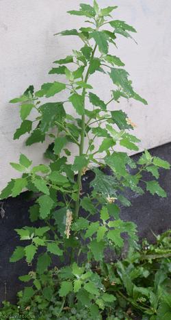 image for Swedish Goosefoot