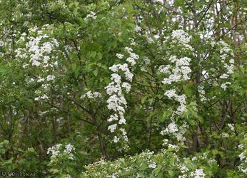 image for Common Hawthorn type 9
