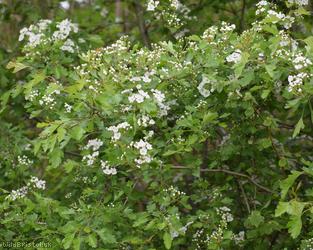 Common Hawthorn type 9