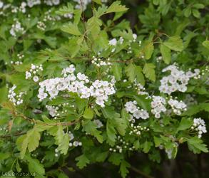 Common Hawthorn type 9