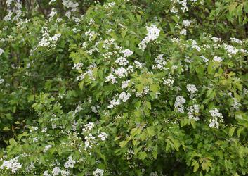 Common Hawthorn type 9