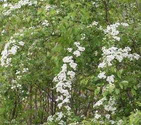 Common Hawthorn type 9