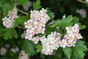 image for Common Hawthorn type 3