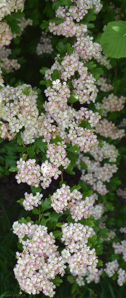 Common Hawthorn type 3