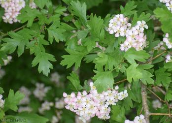 Common Hawthorn type 3