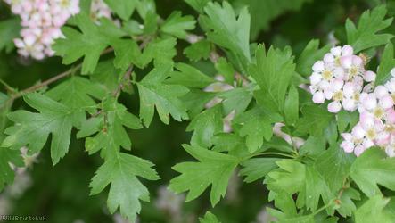 Common Hawthorn type 3