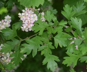 Common Hawthorn type 3