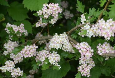 Common Hawthorn type 3