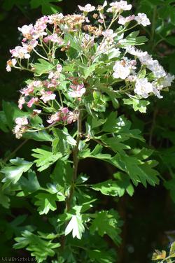 image for Common Hawthorn type 5