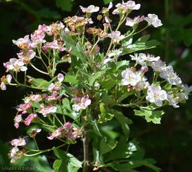 Common Hawthorn type 5