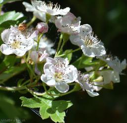 Common Hawthorn type 5