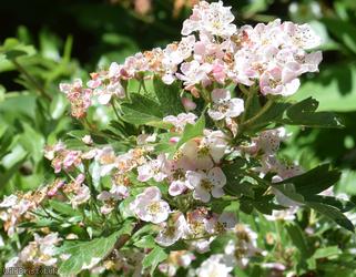 Common Hawthorn type 5